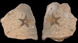 Ordovician Starfish (Petraster?) Fossil - Positive & Negative #56362-3
